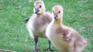 Baby Canada Geese Honk / Call Sounds