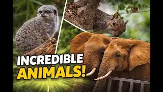 Incredible Animals Up Close | Stunning Wildlife Encounters