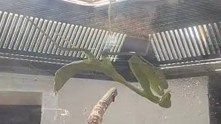 How to make an enclosure for a Giant Asian Mantis