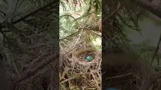 Robin Egg 🥚 #satisfying #shorts #amazing #short #yearofyou #Robin #Egg