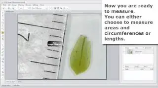 KLONK Image Measurement - How to measure the area of  a leaf