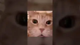 Немного юмора в ленту #подпишись  будет еще!#funny #милота #subscribe #cat #cats