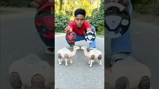 Two Remote Control Camel Unboxing Korlam 😱