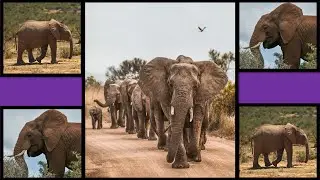 ELEPHANT QUIZ | TEST YOUR KNOWLEDGE OF ELEPHANTS | ELEPHANT TRIVIA | QUIZ FANATIC