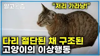 학대로 인해 다리가 절단된 세발 고양이... 사람에 대한 심한 공격성과 생존 본능으로 인해 생긴 이상행동┃고양이를 부탁해┃알고e즘