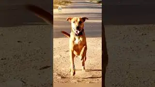 Dancing Street Dog 😍🔥 | Fun Dance Video | Cute Dog Dance Tamil&rdquo;#trending#funny#shortfilm