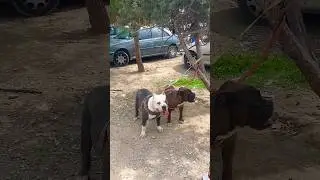 A long-tongued dog in Tehran #walkingiran #dog #doglover #shorts