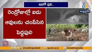 పులి కదలికలు కెమెరాలో రికార్డ్  | Trap Cameras Capture Tiger Movement in Buttayagudem | Eluru