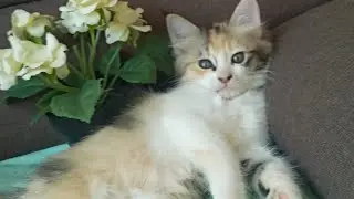 Time Machine Cats !!!! Longest Daily Cat's Story