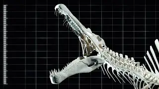 SPINOSAURUS Sound Experiment