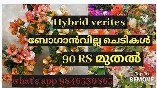 ബോഗാൻവില്ല ചെടികൾ 90Rs മുതൽ. hybrid verites available .what's app9846530865