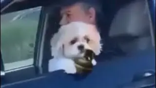 Dog Throws Grenade Gone Wrong
