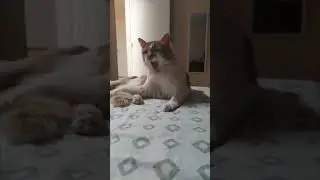 Tom:Who Is It?$64$ #remix #music #dj #cat #happy #life #pets #cute #love #funny #shorts #animals