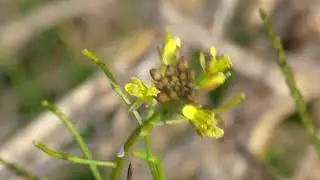 やっと秋！ ①イヌガラシ！ Rorippa indica.