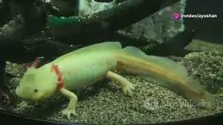 Top 5 amazing animal abilities which we didn't know existed #facts #science #shorts