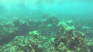White Tip Reef Shark - Snorkeling at Honulua Bay Maui August 2013