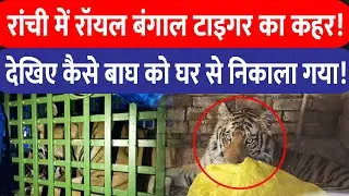 Tiger Rescue Ranchi : रांची के घर में घुसा Royal Bengal Tiger, 10 घंटे तक चला रेस्क्यू ऑपरेशन...