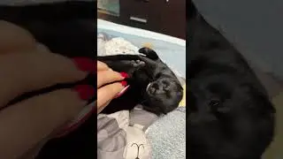 Жизнь американской норки Блека😍 #mink #норка #экзотическиепитомцы #exotic