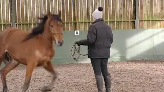 Arabian Horse.  Farouk's  First Saddle Fitting, December 2017