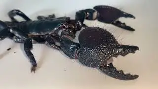 Pandinus imperator