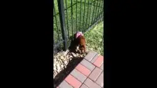 Puppy Bumper vs  Gecko