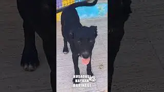 Kuşadası hayvan barınağı | Turkin Uutiset ᴴᴰ #kusadası #hayvanbarınağı #k&ouml;pek #animals #kedi #k&ouml;y