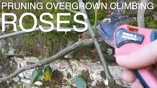 Hoe To Prune Overgrown Climbing Roses