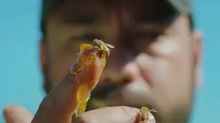MyApiary Manager