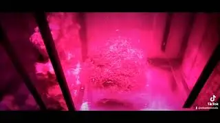 Refugio de Alga Chaeto Actualizacion 2.0