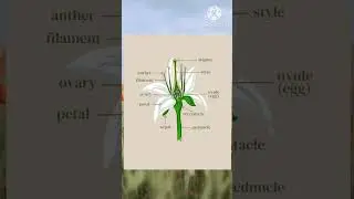 Flower parts name in English || Flower anatomy in English #flowers #flower #anatomy #plants #viral