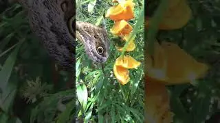 The Butterfly Farm!!! (Bonus footage at the end) #aruba