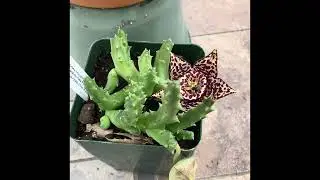 Real time orbea flower