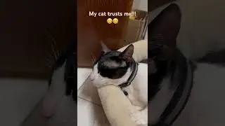 My cat trusts me!! 😁😁😁#trust #cat #cute
