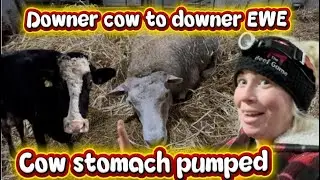 What&rsquo;s Wrong with our SHEEP?! Stomach pumping cow -silage sheet drama #farming #livestock #ororo 