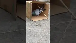 How to make DIY pigeon trap /Bird trap Catch pigeons easily #birdtrap #DIY #pigeoncontrol