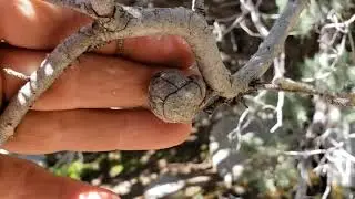 (#79) Boraginaceae Ass Rash and Genetic Drift, with Hesperocyparis as a model organism