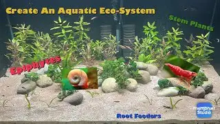 Have SUCCESS With Your Aquarium!