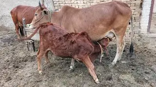 My cow and his baby enjoy milk 😲 January 24, 2026