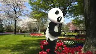 Dancing Panda -2 [4/15/2012 USTREAM @Panda Studio] Chroma key