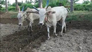 bullock using in agriculture framing Old man working |village One.....