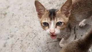 Cute cat eating | standing by their hind leg | very cute | 😍🐈🐈 #cats #catlover #cute