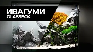 ИВАГУМИ 40 - Возвращаемся в пресняк.