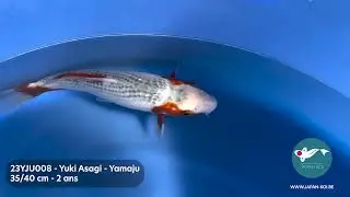 23YJU008 - Yuki Asagi - Yamaju