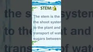 Stem and It's Functions |Shoot System #education