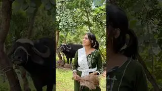 બળદ ખોવાય ગયો || Zamkudi a Timla ne badad banavyo