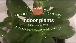 Indoor plants collection || house plants 🌱