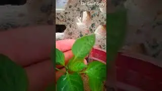 Why to Pinch Pepper Plants? - The Small Story.