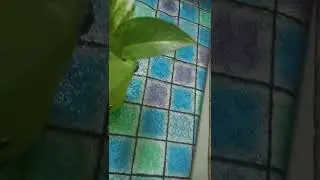 money plant ** Glass bottle**