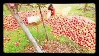 sev ki kheti Mein sev dekhe rahata hai