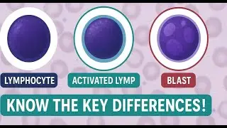 Lymphocytes Under the Microscope: Normal vs Reactive vs Blasts | Pathology Made Simple
